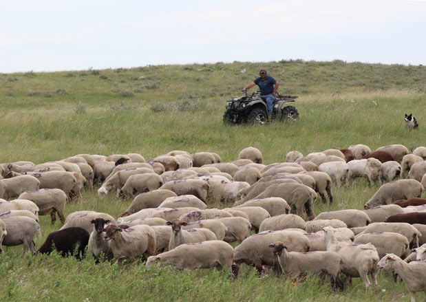 Sheep grazing